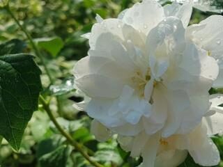 Philadelphus Justynka